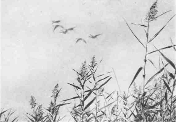 Дмитрий Зуев - Времена года