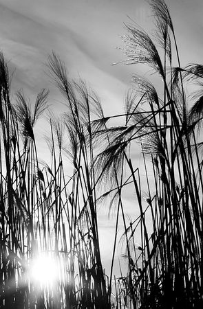 Зинаида Миркина - Дослушанный звук