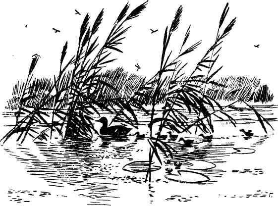 Дмитрий Зуев - Времена года