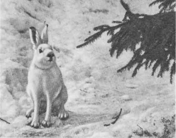 Дмитрий Зуев - Времена года