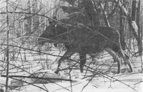 Дмитрий Зуев - Времена года