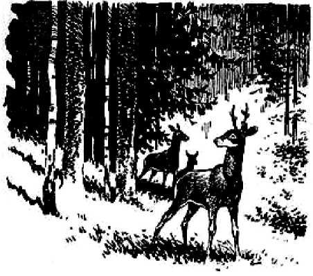 Сергей Кулик - Приключения капитана Кузнецова