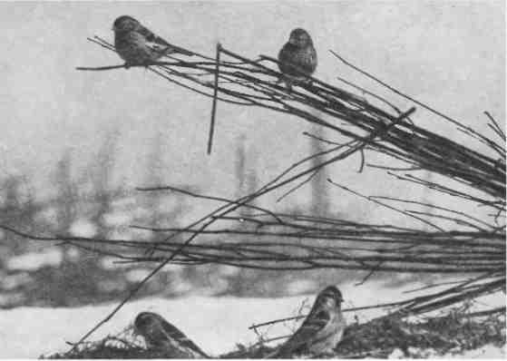 Дмитрий Зуев - Времена года