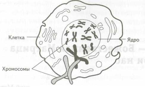 Роберт Джерард - Измени свою ДНК, измени свою жизнь