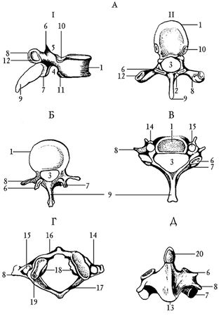 Ирина Калюжнова - Остеохондроз