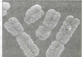 Роберт Джерард - Измени свою ДНК, измени свою жизнь