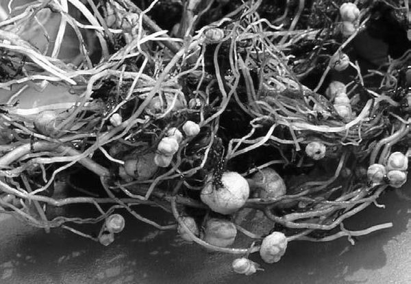 Вадим Левитин - Удивительная генетика