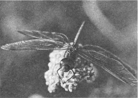 Дмитрий Зуев - Времена года