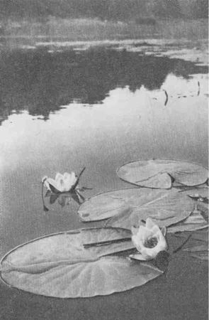 Дмитрий Зуев - Времена года