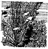 Жак-Ив Кусто, Филипп Диоле - "Калипсо" и кораллы