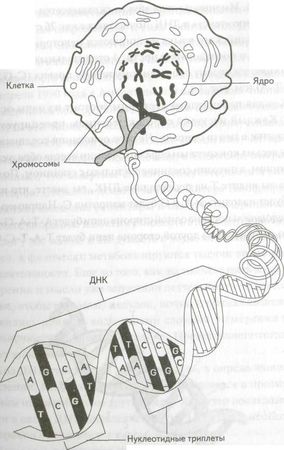 Роберт Джерард - Измени свою ДНК, измени свою жизнь
