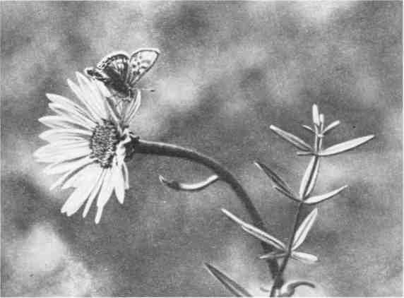 Дмитрий Зуев - Времена года