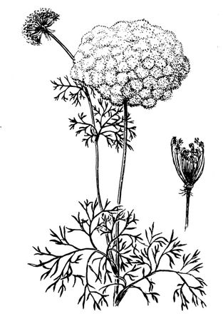 Андрей Рябоконь - Веселая энциклопедия пищевых растений-целителей