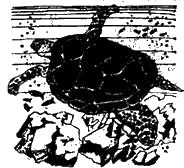 Жак-Ив Кусто, Филипп Диоле - "Калипсо" и кораллы