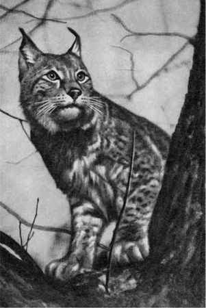 Дмитрий Зуев - Времена года