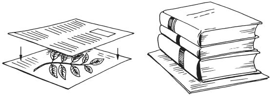 Татьяна Плотникова - Поделки из засушенных цветов и листьев