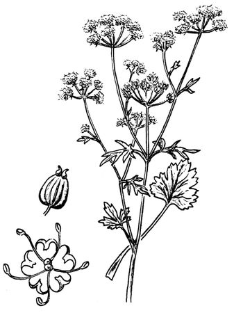 Андрей Рябоконь - Веселая энциклопедия пищевых растений-целителей