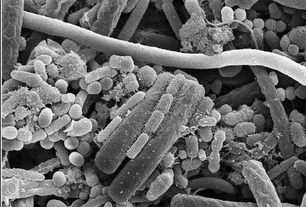 Вадим Левитин - Удивительная генетика