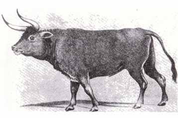 Игорь Акимушкин - Тропою легенд