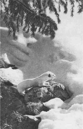 Дмитрий Зуев - Времена года