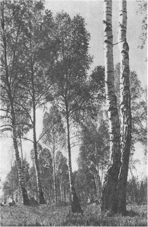 Дмитрий Зуев - Времена года