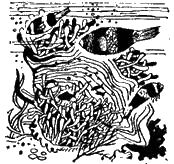 Жак-Ив Кусто, Филипп Диоле - "Калипсо" и кораллы