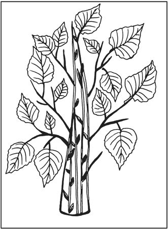 Татьяна Плотникова - Поделки из засушенных цветов и листьев