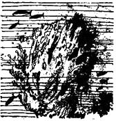 Жак-Ив Кусто, Филипп Диоле - "Калипсо" и кораллы