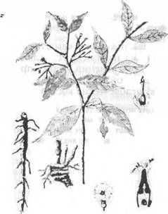 Грэм Хэнкок - Сверхъестественное. Боги и демоны эволюции