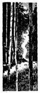 Сергей Кулик - Приключения капитана Кузнецова