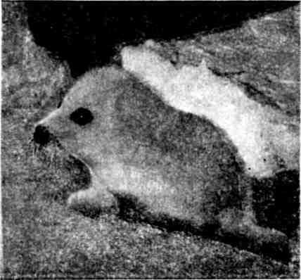 Марк Пуссе - По Беломорью