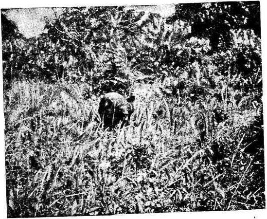 Макс Поляновский, Илья Быков - С букварем у гиляков. Сахалинские дневники...