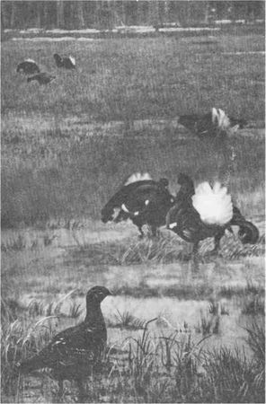 Дмитрий Зуев - Времена года