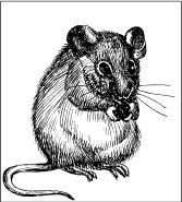 Светлана Ращупкина - Выжигание по дереву