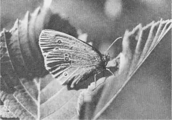 Дмитрий Зуев - Времена года