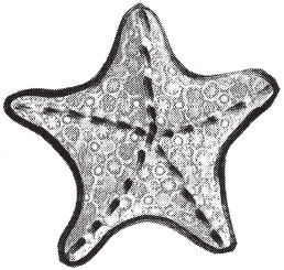 Татьяна Дорошенко - Изделия из керамики