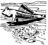 Жак-Ив Кусто, Филипп Диоле - "Калипсо" и кораллы