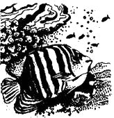 Жак-Ив Кусто, Филипп Диоле - "Калипсо" и кораллы