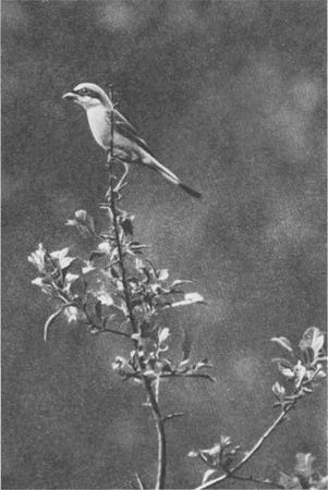 Дмитрий Зуев - Времена года