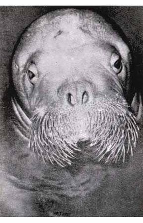 Игорь Акимушкин - Тропою легенд