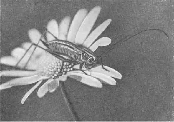 Дмитрий Зуев - Времена года