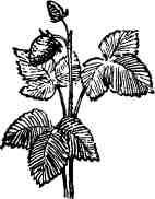 Дмитрий Зуев - Времена года