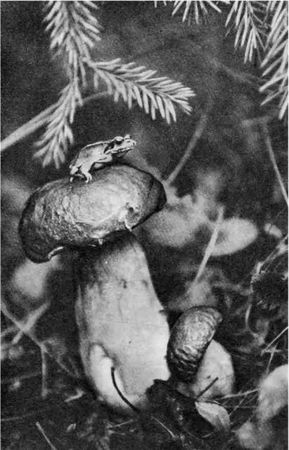 Дмитрий Зуев - Времена года