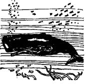 Жак-Ив Кусто, Филипп Диоле - "Калипсо" и кораллы