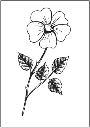 Татьяна Плотникова - Поделки из засушенных цветов и листьев