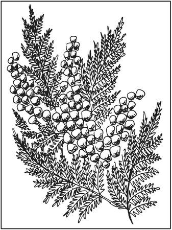 Татьяна Плотникова - Поделки из засушенных цветов и листьев