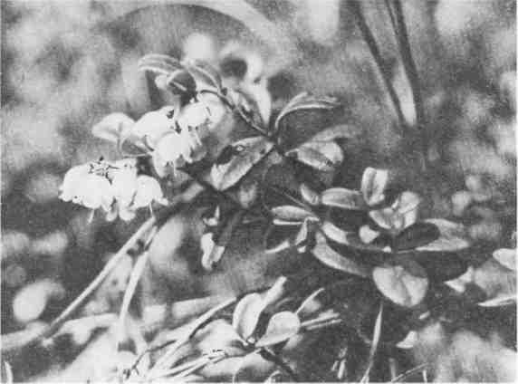 Дмитрий Зуев - Времена года