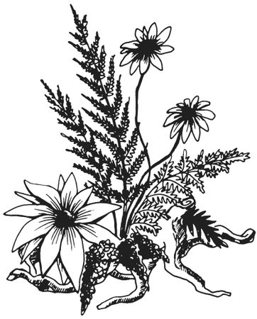 Татьяна Плотникова - Поделки из засушенных цветов и листьев