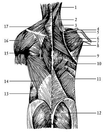 Ирина Калюжнова - Остеохондроз