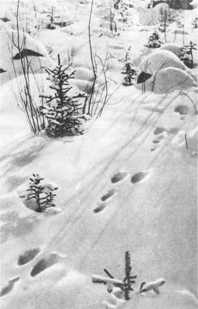 Дмитрий Зуев - Времена года